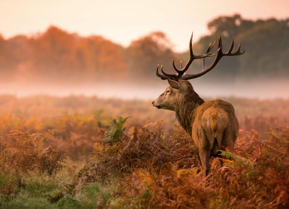 La saison de la chasse au Bad Horn - Spécialités de gibier savoureuses